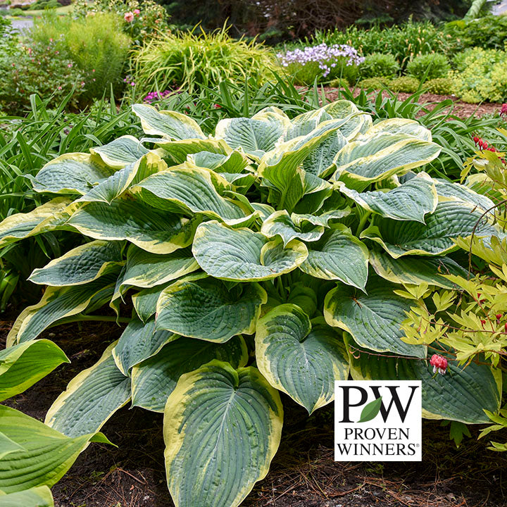 Hosta Gigantosaurus (Proven Winners)