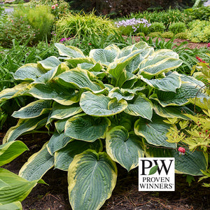 Hosta Gigantosaurus (Proven Winners)