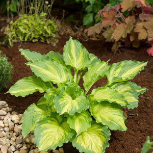 Hostas