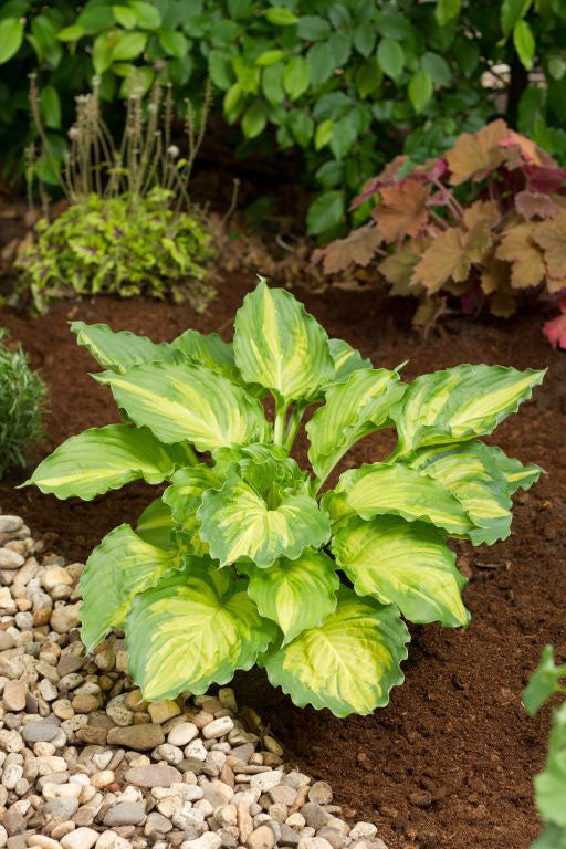 Hosta Lakeside Paisley Print