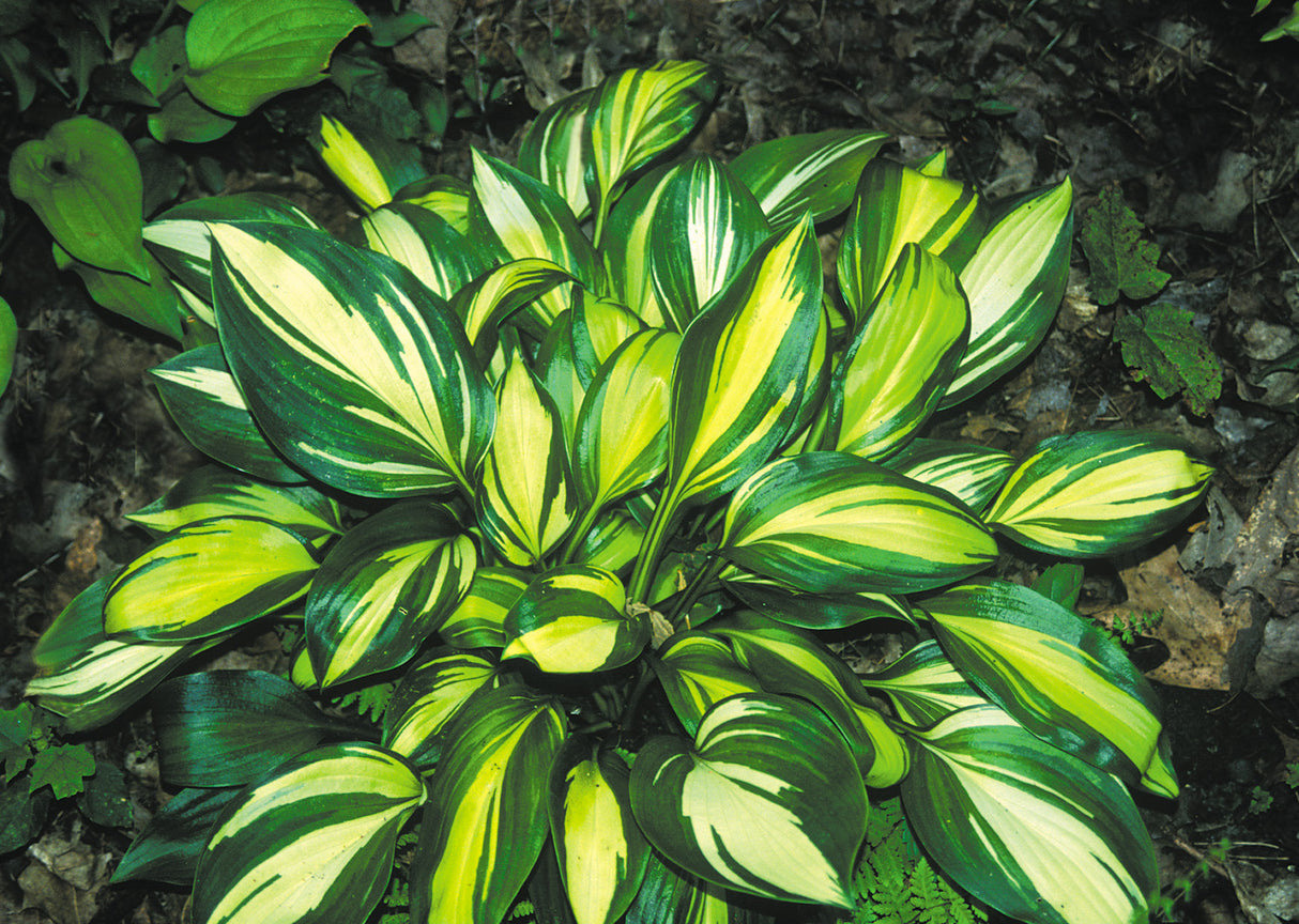 Hosta Rainbows End