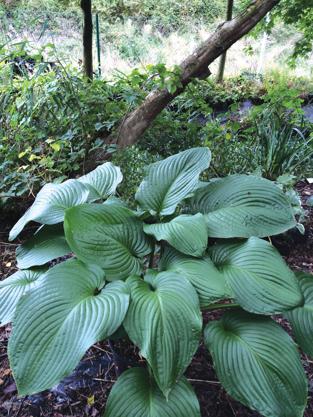 Hosta T Rex