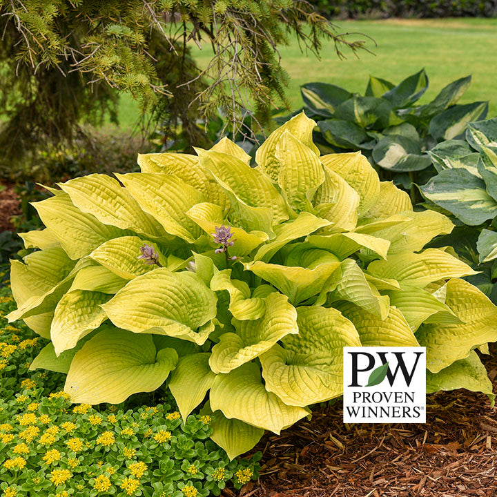 Hosta Coast to Coast (Proven Winners)