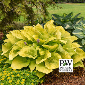 Hosta Coast to Coast (Proven Winners)