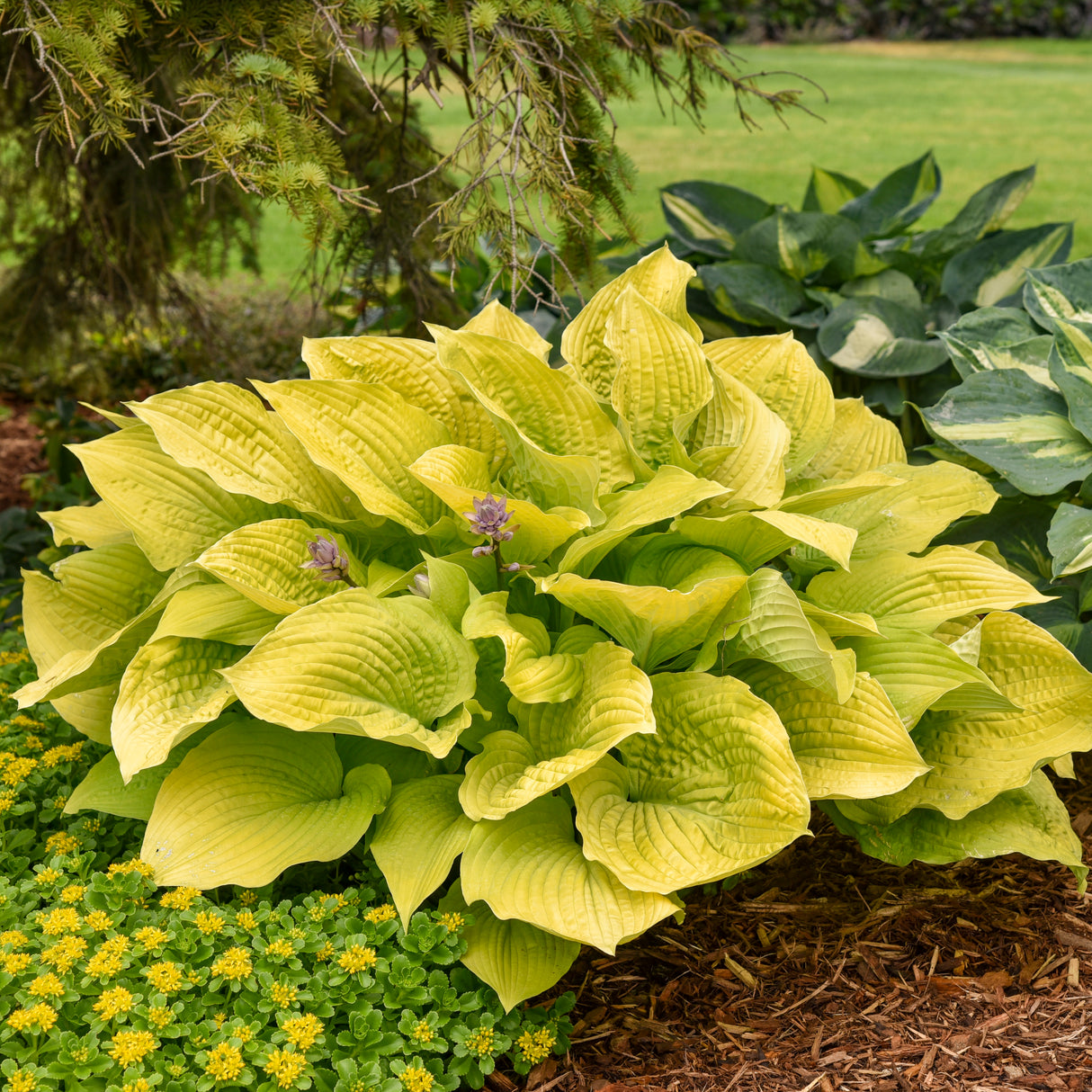 Hosta Coast to Coast (Proven Winners)
