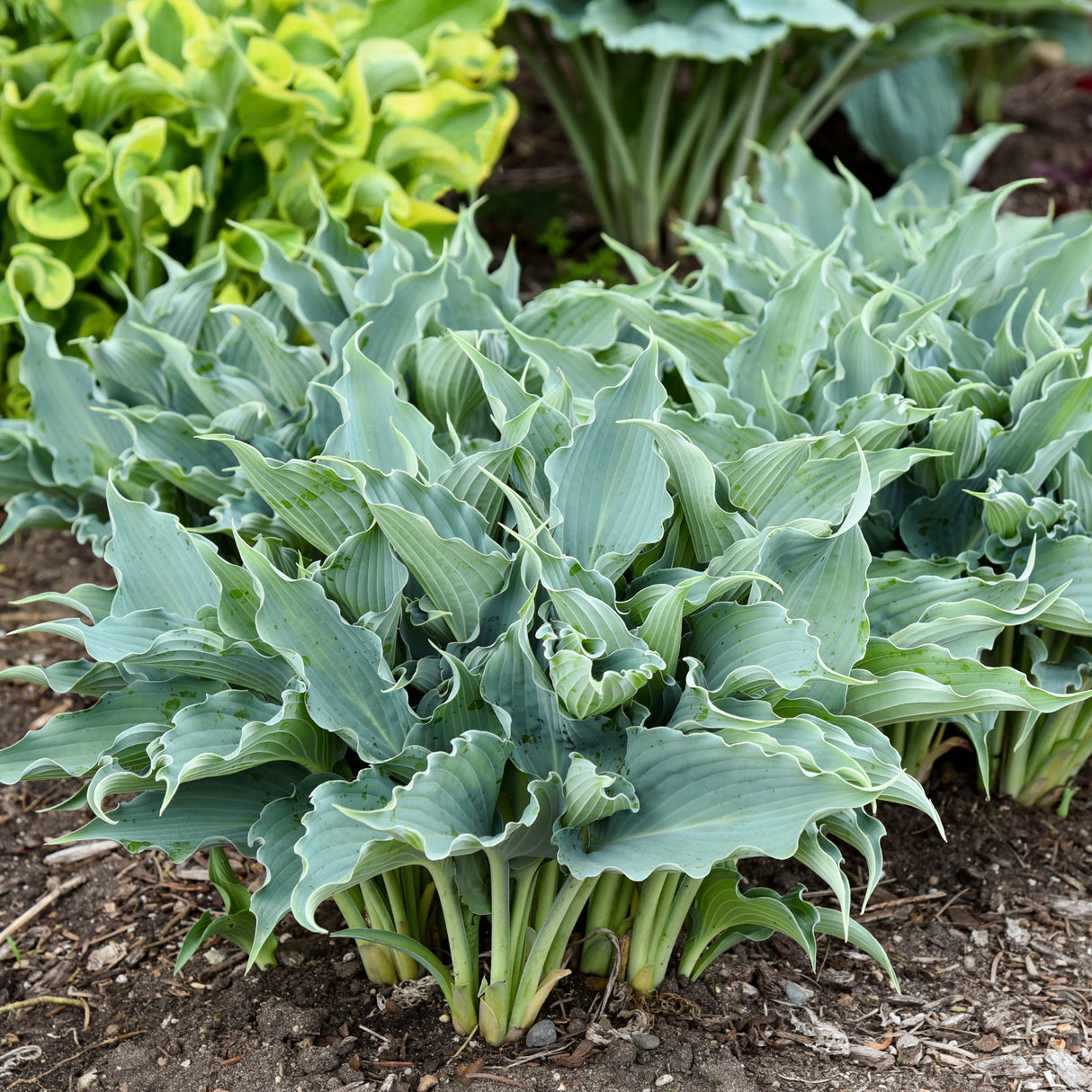 Hosta Waterslide (Proven Winners)