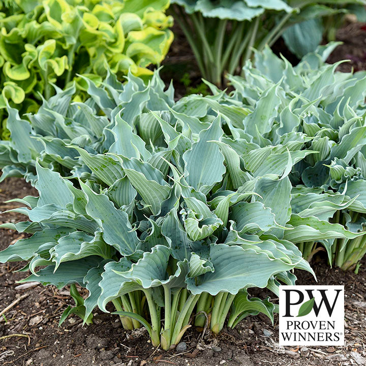 Hosta Waterslide (Proven Winners)