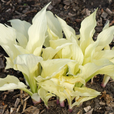 Hosta White Feather