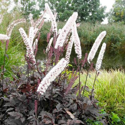 How to Grow Actaea: The Complete Guide to Planting Bugbane