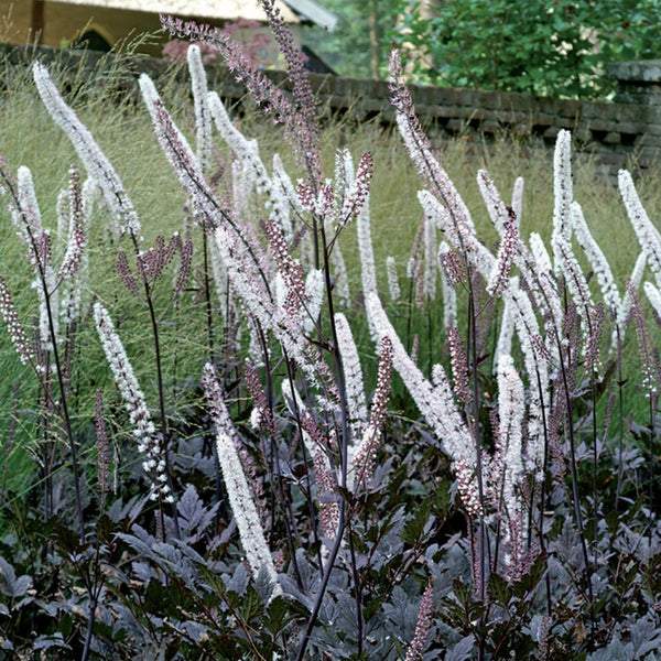 How to Grow Actaea: The Complete Guide to Planting Bugbane – Coast Farms