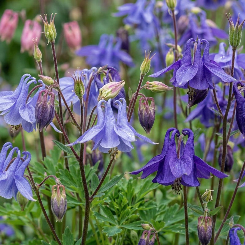 How to Plant Aquilegia in Canada