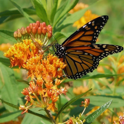 How to Plant Asclepias in Canada