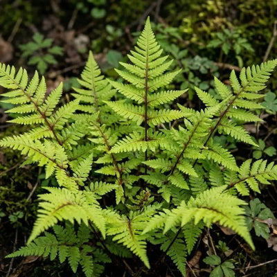 How to Plant Athyrium Ferns in Canada