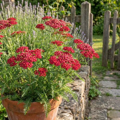 How to Plant Bare Root Perennials - Expert Guide
