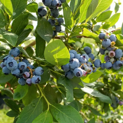 How to Plant Blueberries in Canada