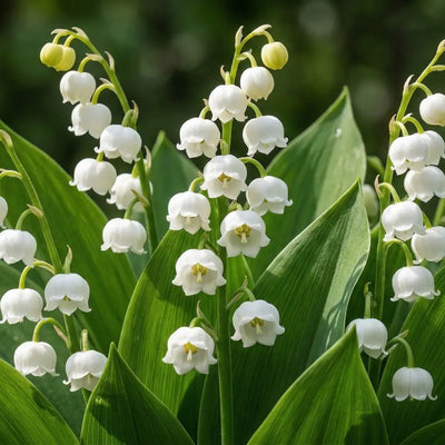 How to Plant Convallaria in Canada