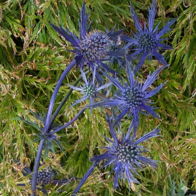 Planting guide image