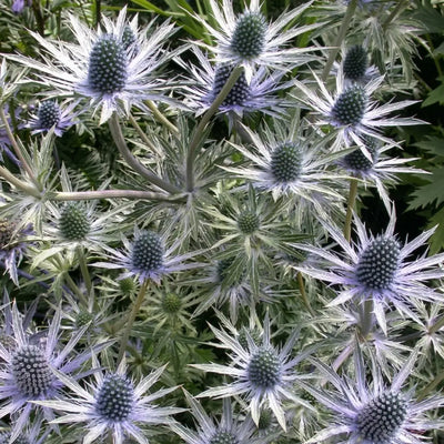 How to Plant Eryngium in Canada