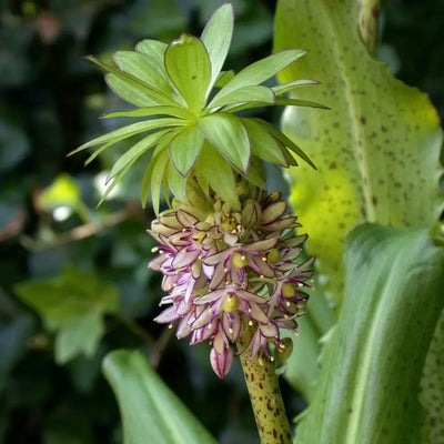 How to Plant Eucomis in Canada