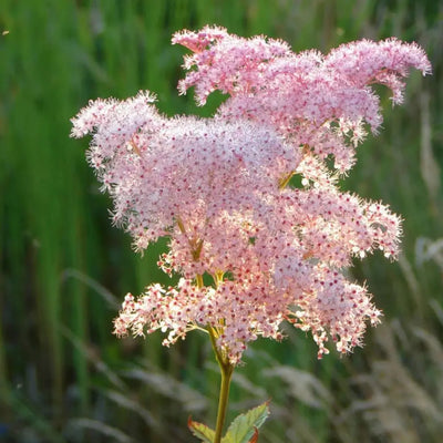 How to Plant Filipendula in Canada