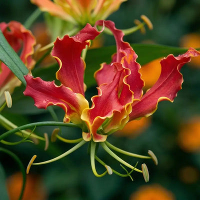 How to Plant Gloriosa (Flame Lily) in Canada