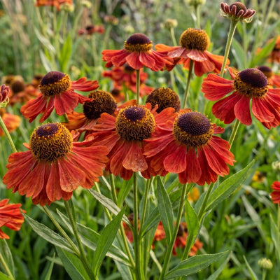 How to Plant Helenium in Canada