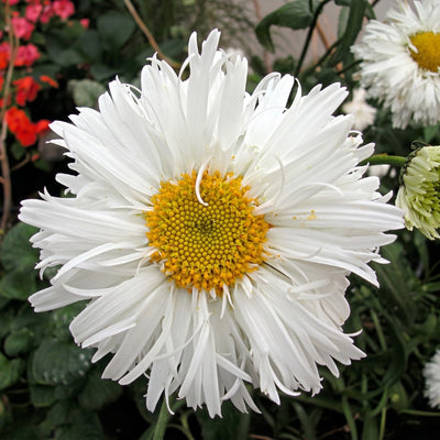 How to Plant Leucanthemum in Canada | Shasta Daisy Guide