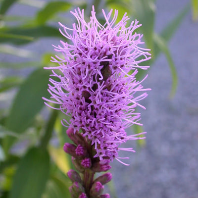 How to Plant Liatris in Canada | Blazing Star Guide