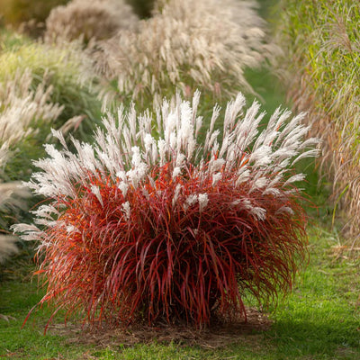 How to Plant Miscanthus in Canada | Ornamental Grass Guide