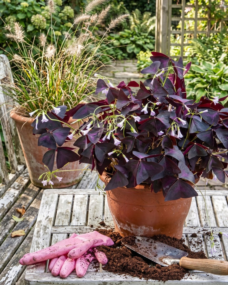 Planting guide