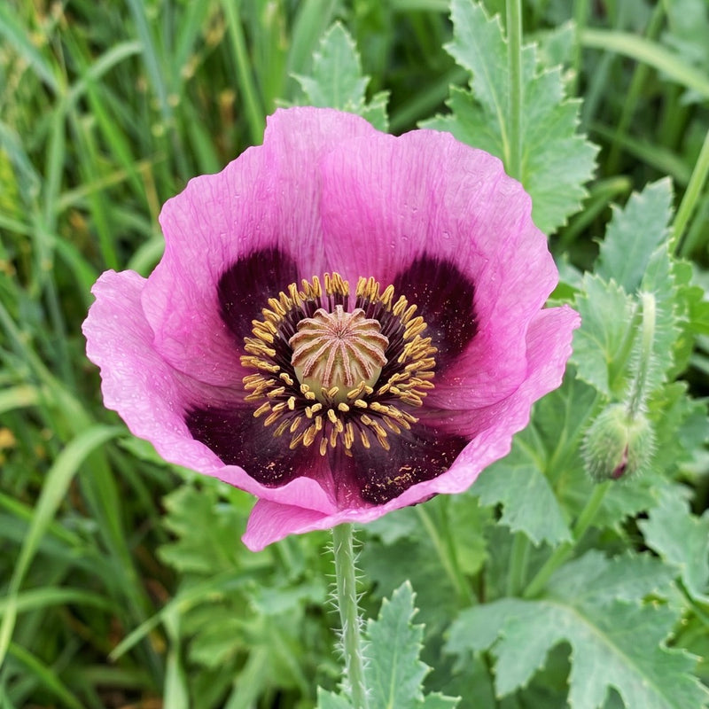 How to Plant Papaver in Canada | Poppy Growing Guide