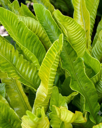 How to Plant Phyllitis in Canada | Hart’s Tongue Fern