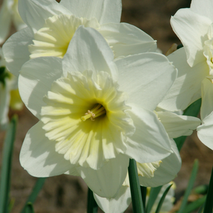 Narcissus Ice Follies