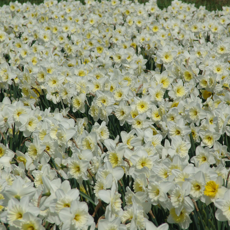 Narcissus Ice Follies