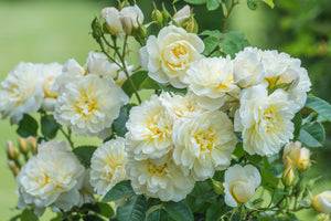 David Austin Rose - Imogen