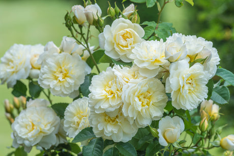 David Austin Rose - Imogen