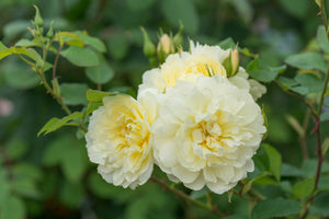 David Austin Rose - Imogen