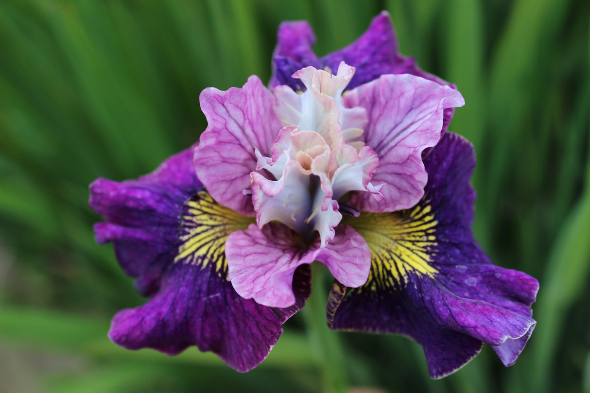 Iris On Mullberry Street