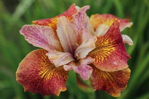 Iris Paprikash