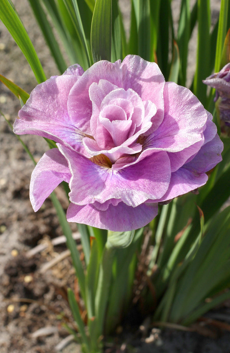 Iris Pink Parfait