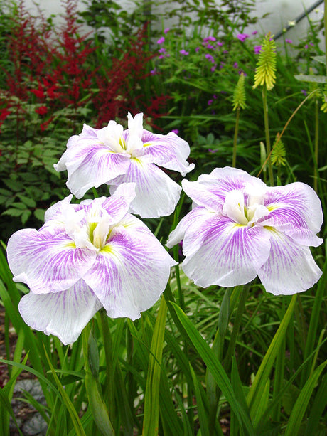 Iris Kogesho