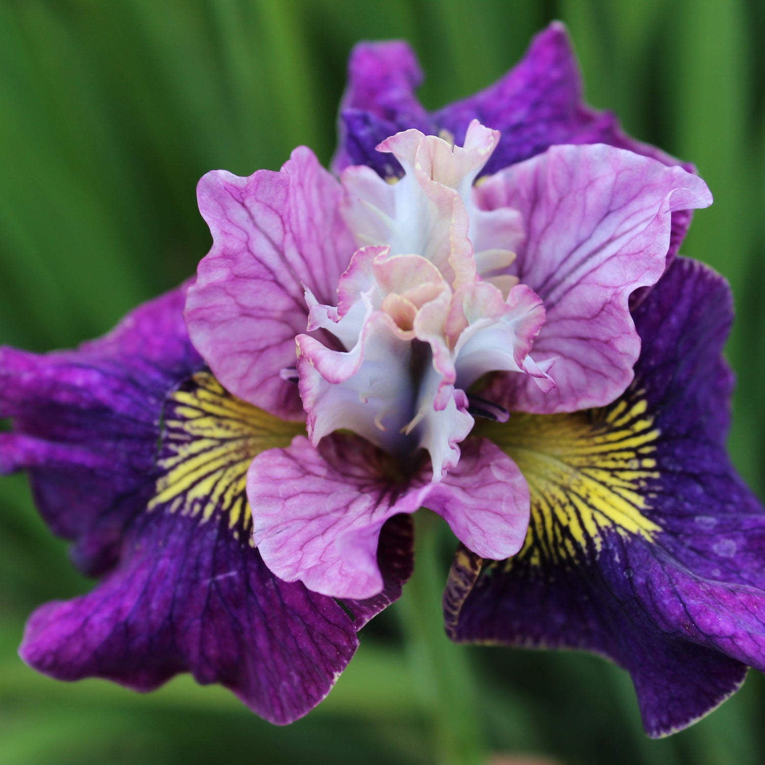 Iris On Mullberry Street
