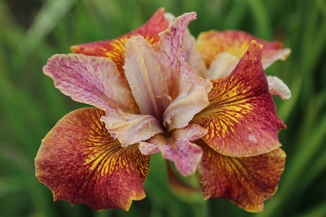 Iris Paprikash