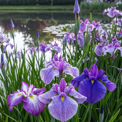 How to Plant Iris ensata (Japanese Iris) | Coast Farms