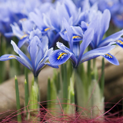 How to Plant Dwarf Iris Bulbs