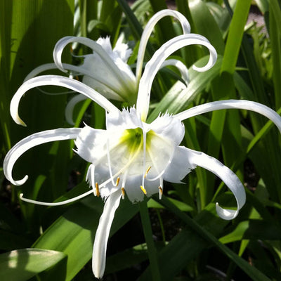 How to Plant Ismene Bulbs in Canada