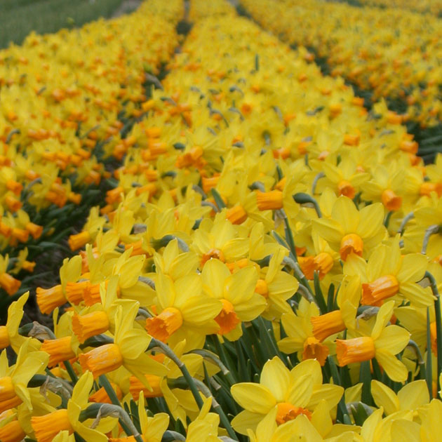 Narcissus Jetfire