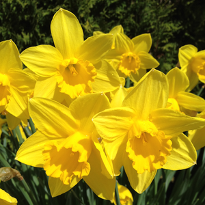 Narcissus King Alfred Type