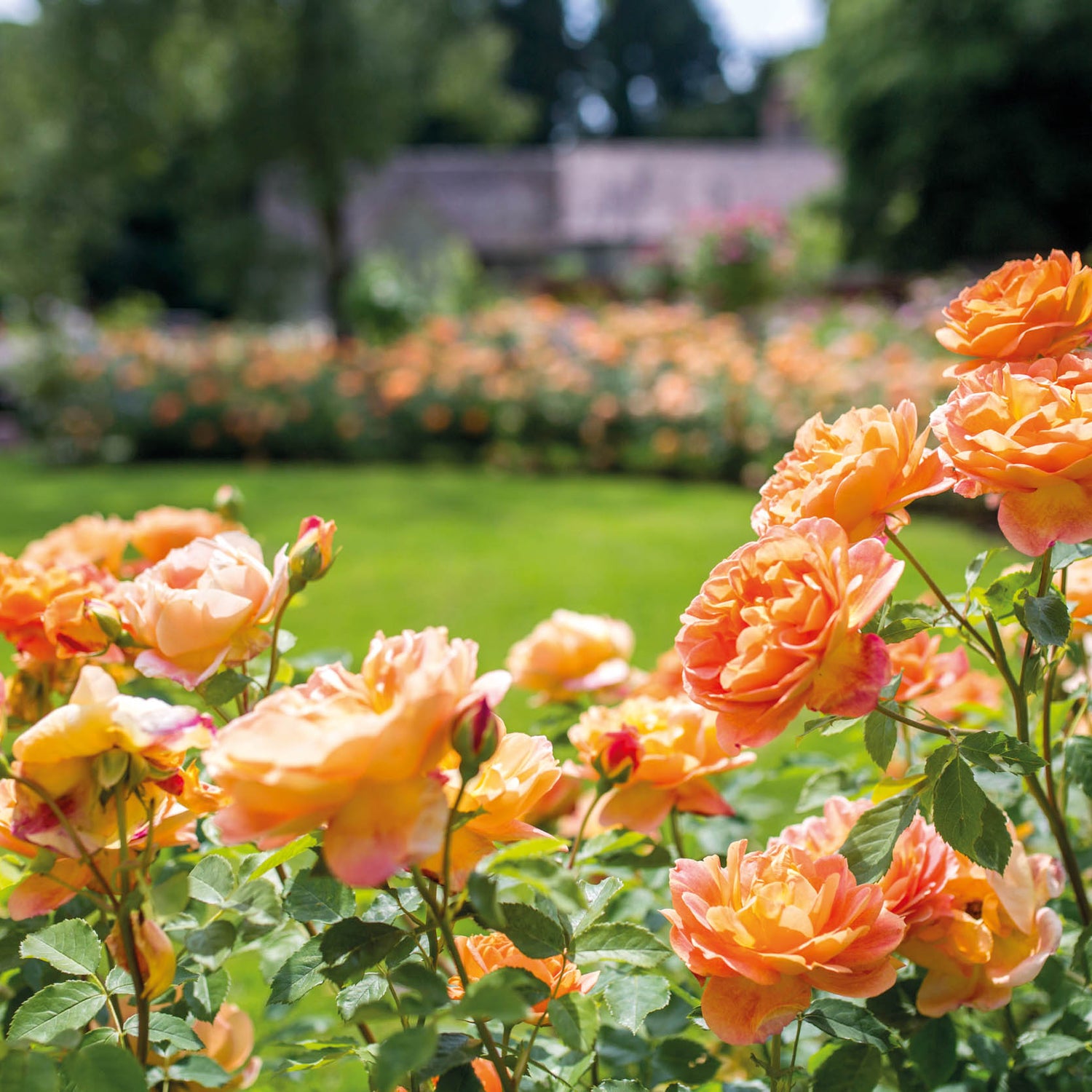 David Austin Rose - Lady of Shallott