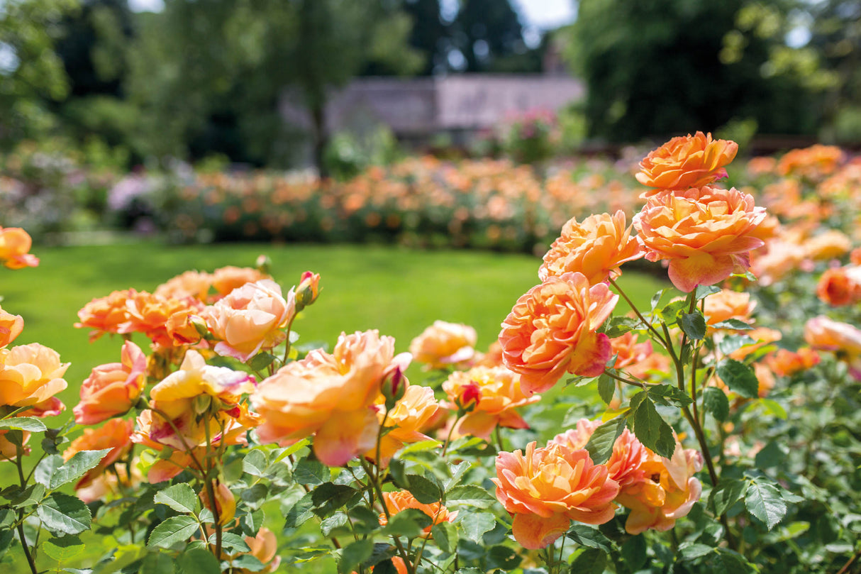 David Austin Rose - Lady of Shallott